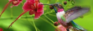 colibri e fiori