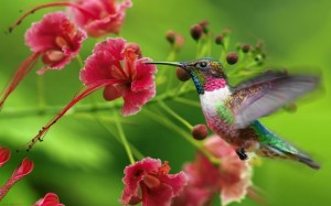 colibrì dell'uovo di struzzo intagliato